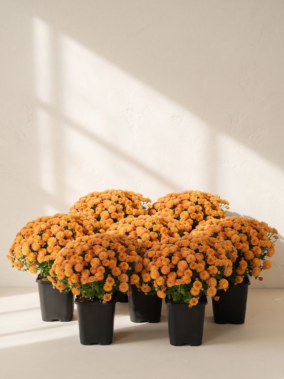 8 PACK 1QT ORANGE MUMS IN GROWER POT